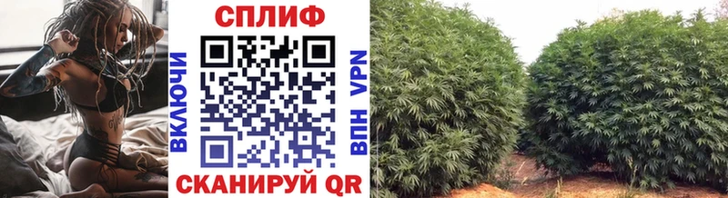 наркотики  Шарыпово  МАРИХУАНА сатива 